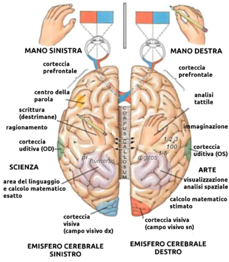 areas-cerebrales